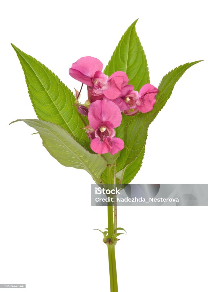 Impatiens glandulifera flowers Impatiens glandulifera flowers isolated on white background Blossom Stock Photo