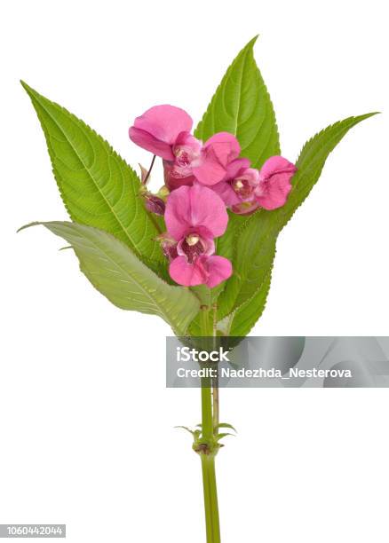 Impatiens Glandulifera Flowers Stock Photo - Download Image Now - Blossom, Botany, Bright