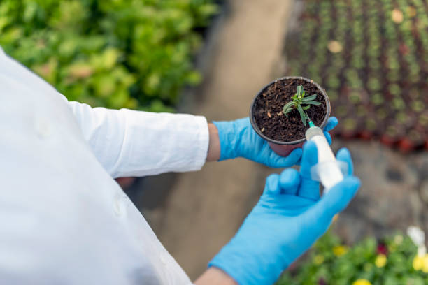 istock Biologist pouring liquid into seedling 1060446170