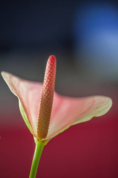 blossom of a lace leaf (Anthurium)