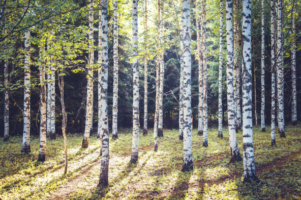 istock Summer birch forest view from Sotkamo, Finland. 1060449180