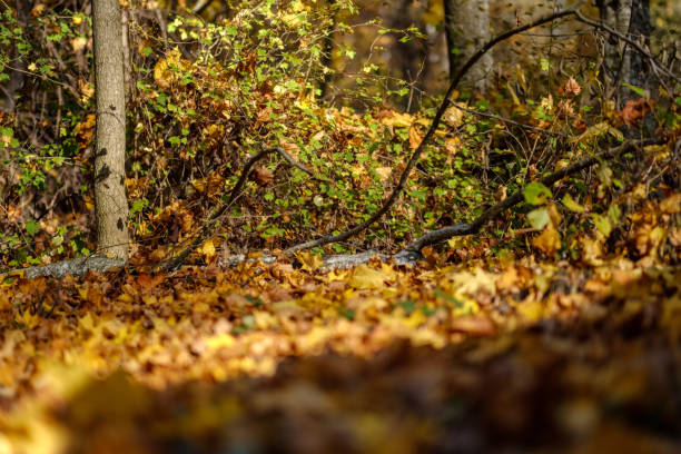 istock abstract background pattern of yellow autumn tree leaves 1060449638