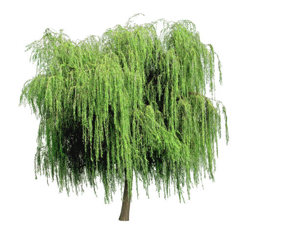 Weeping willow on a white background. The willow, with its drooping green branches, is used for ornament in damp places. willow tree photos stock pictures, royalty-free photos & images