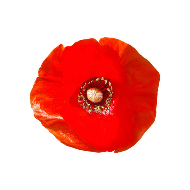 remembrance day banner