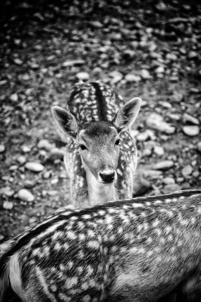 istock Wild deer in a farm 1060452750