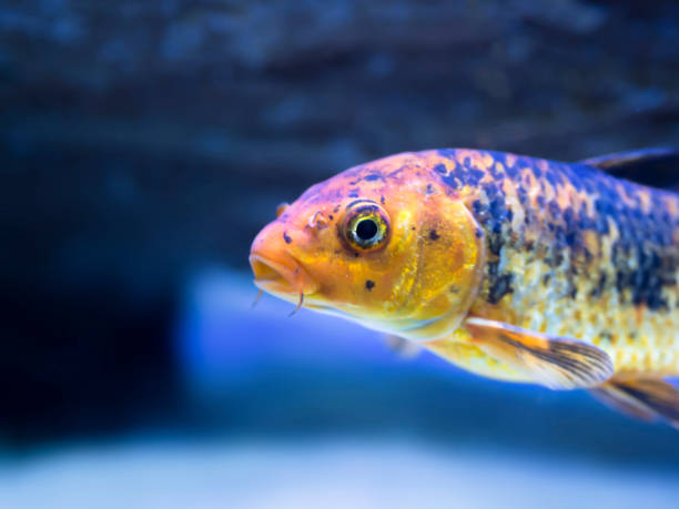 istock yellow colored tropical goldfish standing in aquarium 1060454008