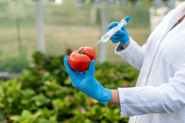 istock Modification of tomato plant 1060454368