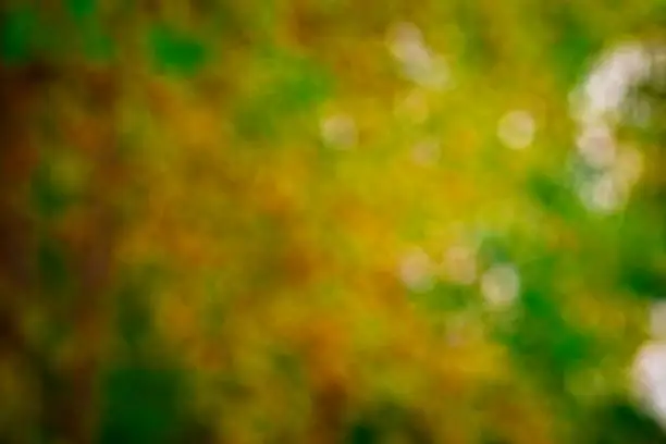 Blurred nature background look from treetops forest most yellow