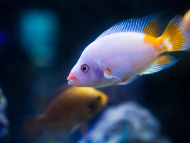 istock yellow and pink colored tropical goldfish standing inside the aquarium 1060455348