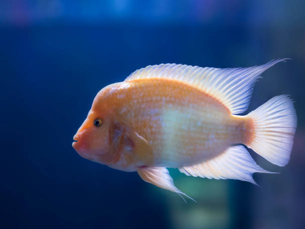 istock yellow colored tropical goldfish standing in aquarium 1060460450