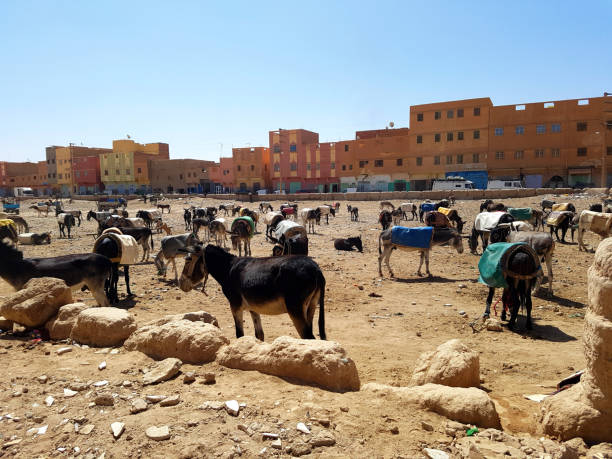 istock Donkey parking station in Morocco 1060463778