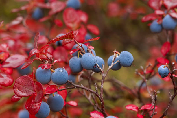 Large, ripe blueberry berries, with water drops, on autumn bushes with red leaves.