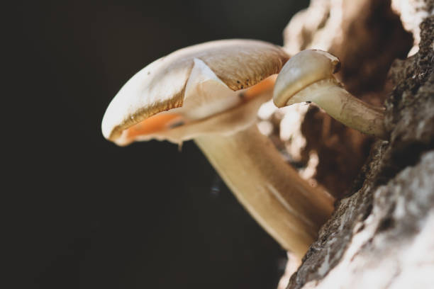 cogumelos - remote shell snail isolated - fotografias e filmes do acervo