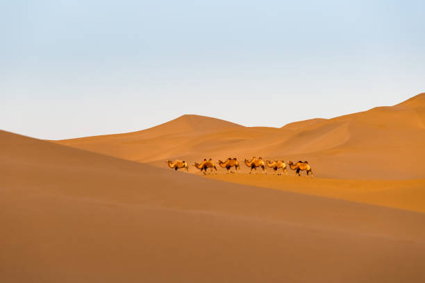 istock camels in the desert 1060466228
