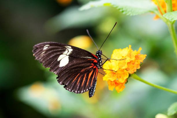 istock Butterfly Mechanitis polymnia on a flower 1060470224