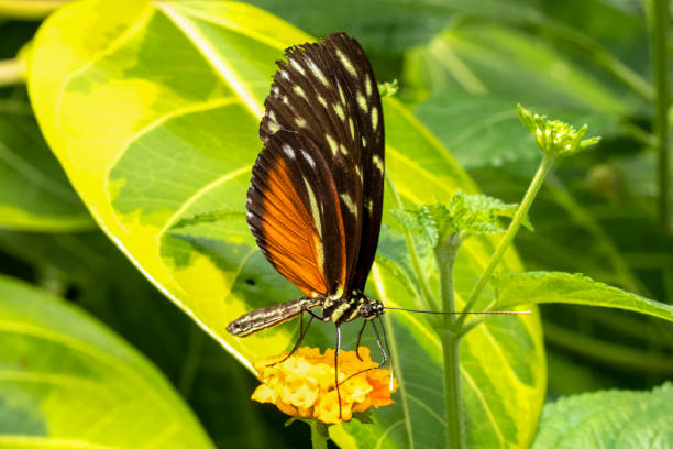 istock Butterfly Heliconius hecale on a flower 1060471086