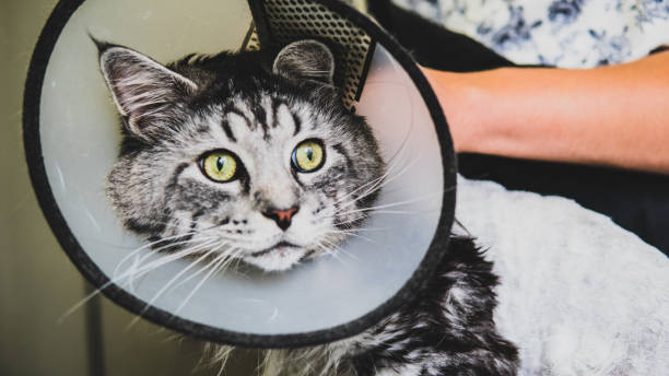 istock grooming domestic cats in the salon 1060471448