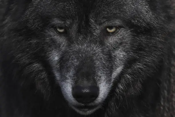 Photo of Wolf *Lupus