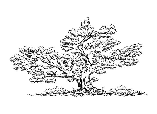 ilustraciones, imágenes clip art, dibujos animados e iconos de stock de árbol viejo - grass nature dry tall
