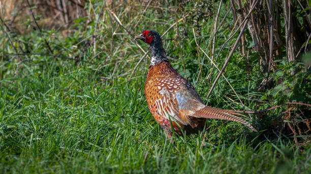 istock Male Pheasant Shatterford, Worcestershire II. 1060474006