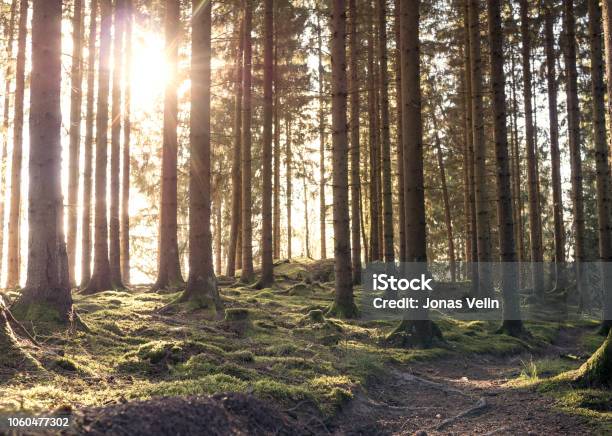 Sol Mellan Trädstammar I Skogen-foton och fler bilder på Buske - Buske, Fotografi - Bild, Gren - Plantdel