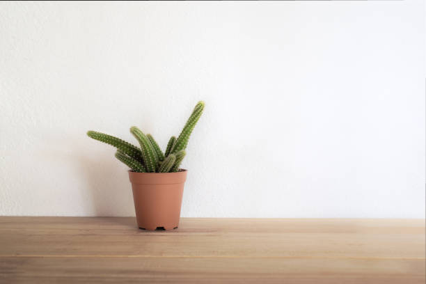 istock cactus flower on wood Wall Shelves modern interior background concept. 1060479024