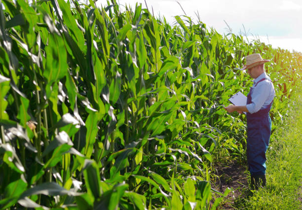istock Farmer with clipboard inspecting corn at field 1060479168