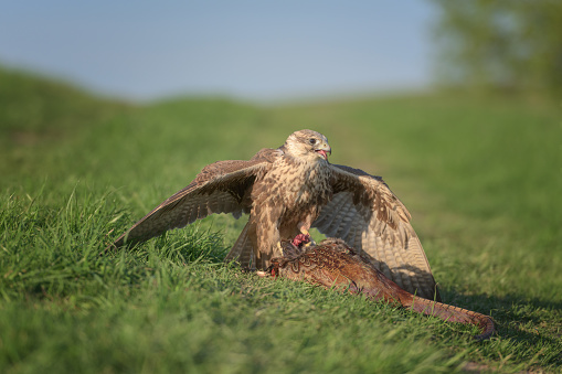 Bird of prey saker falcon (falco cherrug) with hunted pheasant, wild nature photography