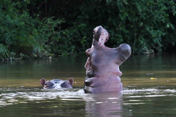 Hippo in a pool, Gambia