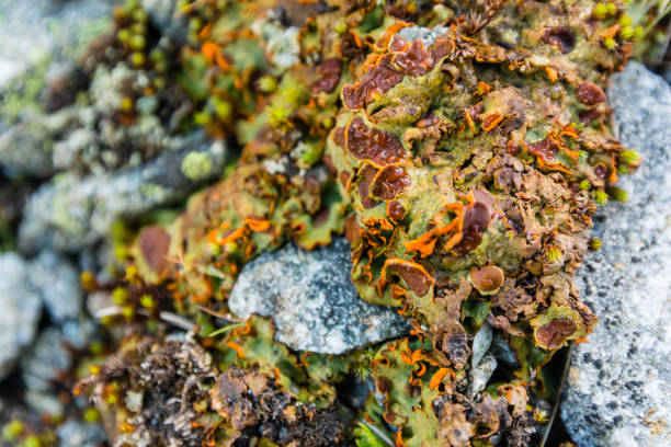 istock Close-up on the thallus lichen Solorina crocea (L.) Ach.. 1060481774