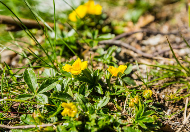 istock Potentilla aurea L. growing in the natural environment. 1060483702