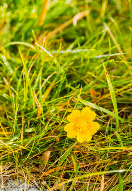 istock Dew drops on flower petals - Potentilla aurea L.. 1060484102