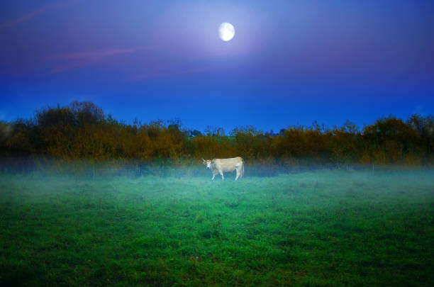 Cows and Bulls Grazing in Meadows at Misty Evening