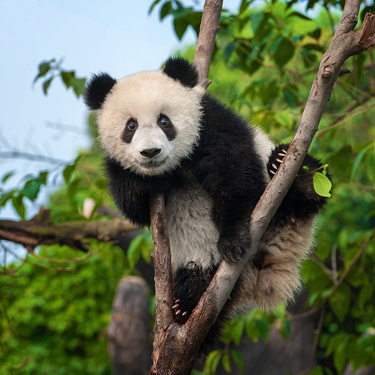 The panda in Sichuan province