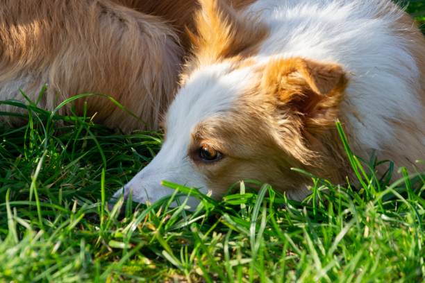 istock Young energetic female border collie walking with her owner. 1060487038