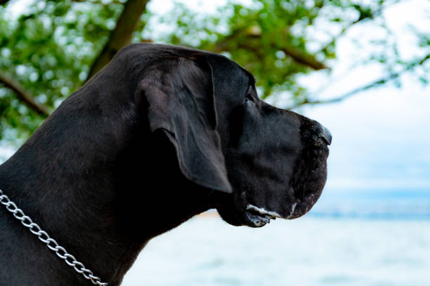 istock A young, energetic German Great Dane walks on the beach after a storm 1060487162