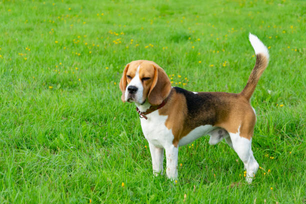istock Young energetic beagle walks in the meadow. 1060487600