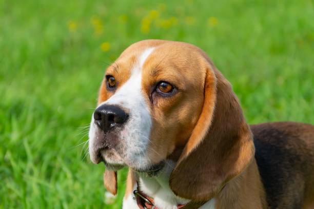istock Young energetic beagle walks in the meadow. 1060487826