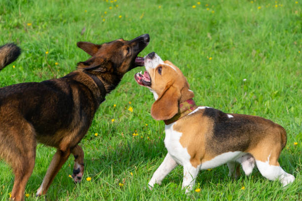 istock Young energetic beagle walks in the meadow. 1060487944