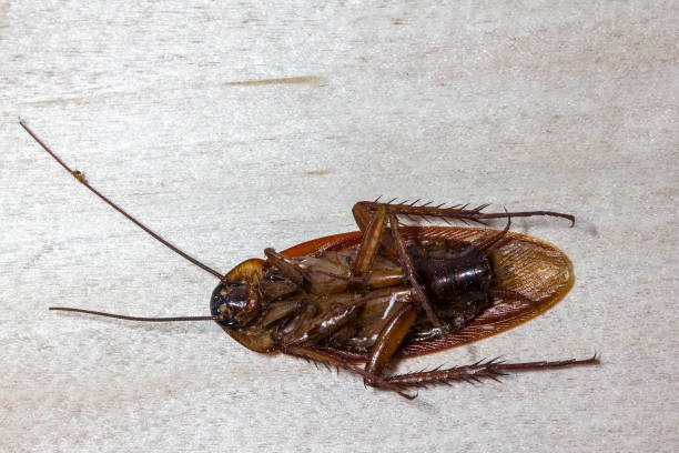 istock Remains of dead cockroaches 1060487978
