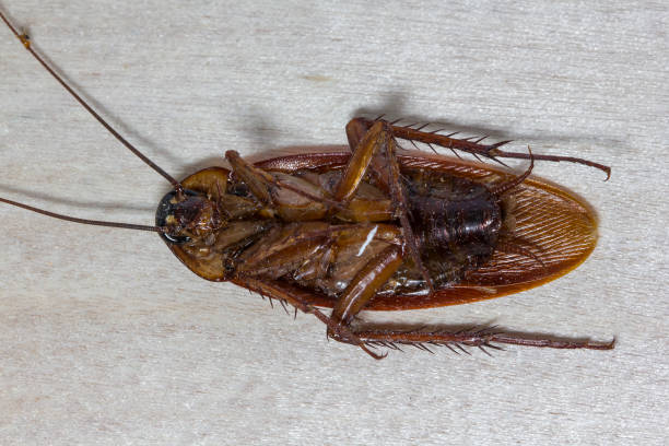 istock Remains of dead cockroaches 1060487982