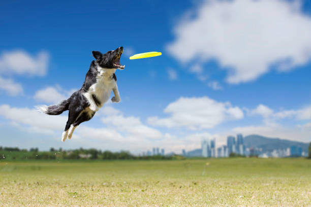 border collie - disque volant photos et images de collection