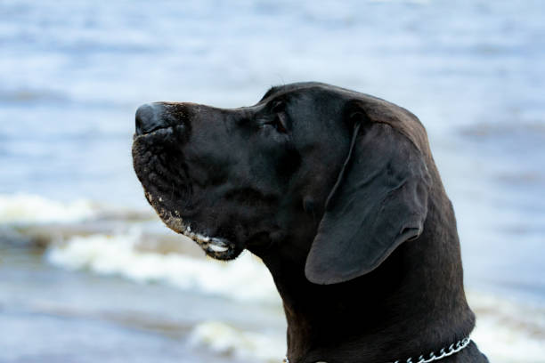 istock A young, energetic German Great Dane walks on the beach after a storm 1060488168