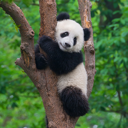 A baby giant panda on the tree, in a nature reserve, chengdu city, sichuan province in China.