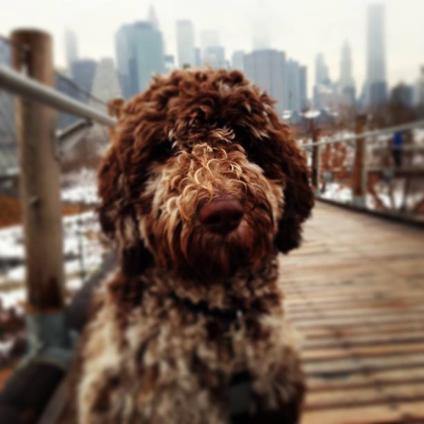istock Shaggy Dog on a Wood Bridge 1060492858