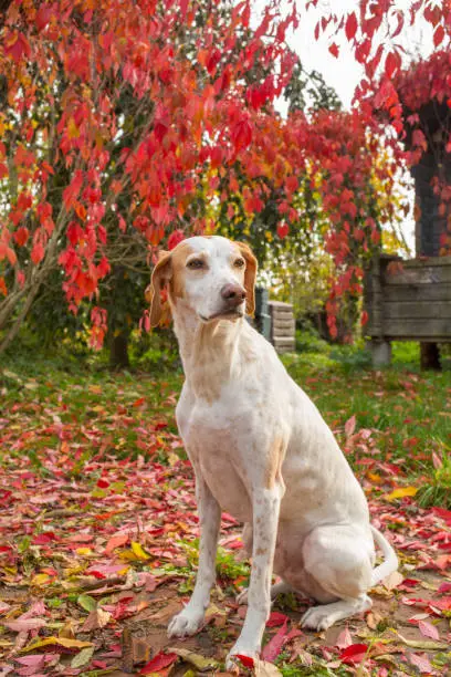 A dog sitting outside amongst fallen leaves.