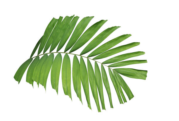istock Tropical green leaf palm plant isolated on white background, clipping path included 1060495542