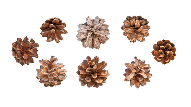 istock Cones pine. Pinecones. Fir cones with clipping path. Collection cones of coniferous trees 1060498352