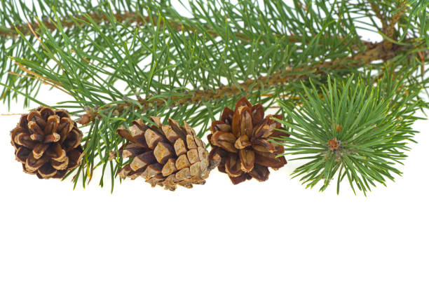 istock pine branch and cones on a white background 1060500278