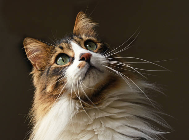 Portrait of Beautiful Tabby Cat